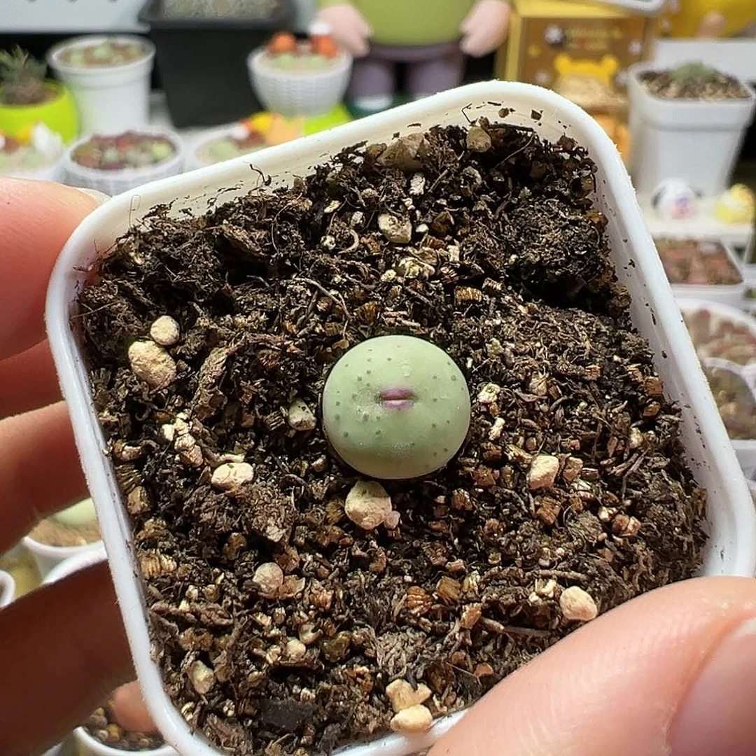 多肉植物实付满9.9包邮112