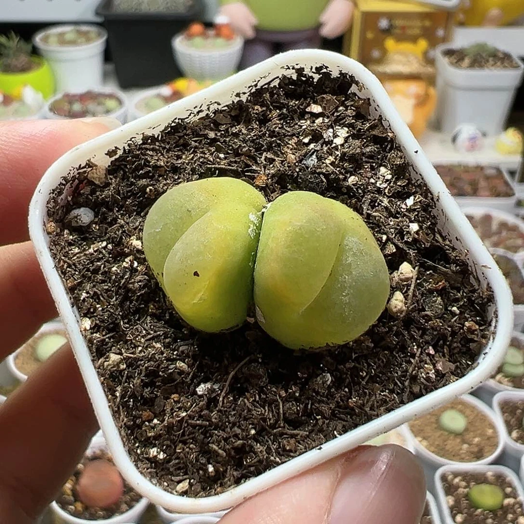 多肉植物实付满9.9包邮113