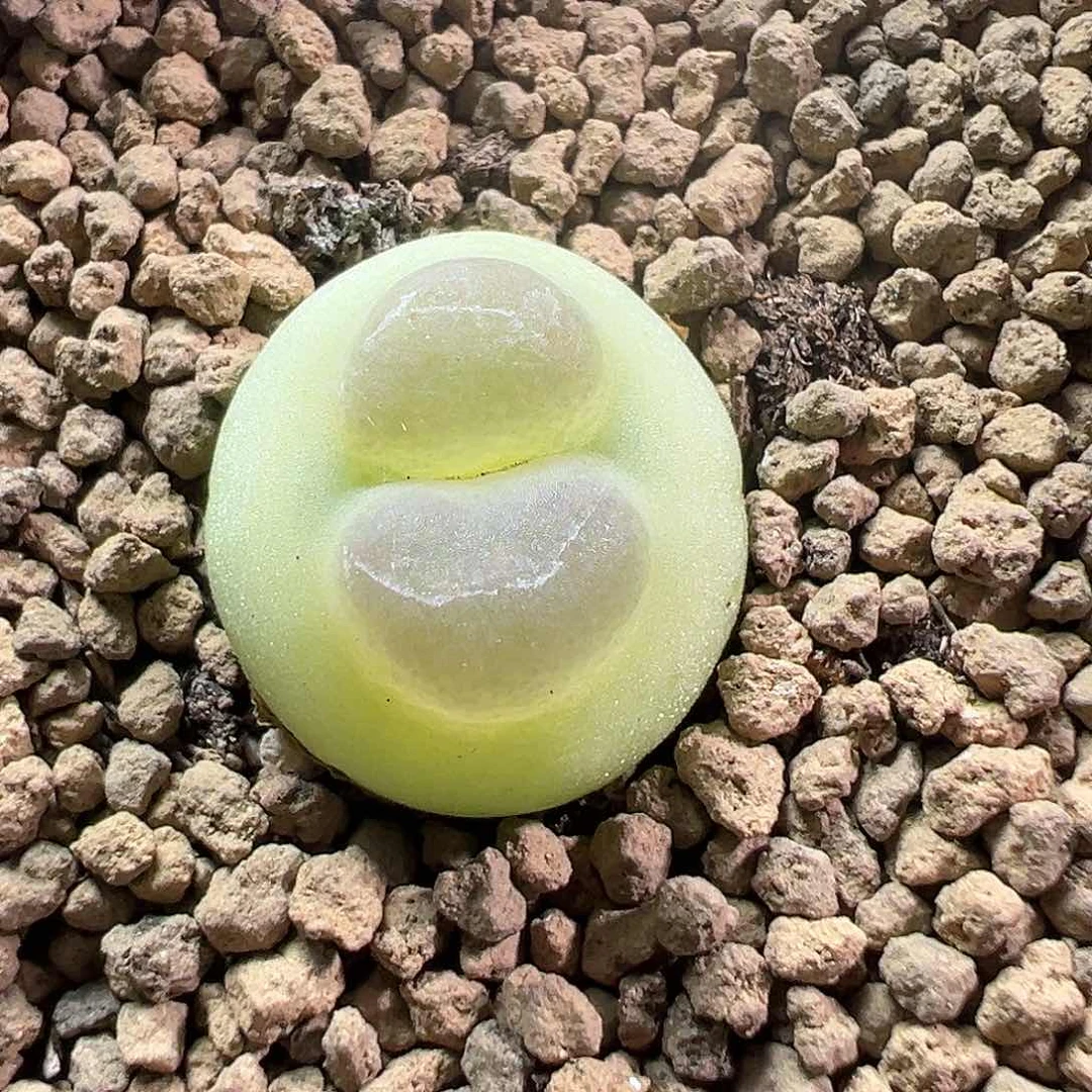 多肉植物实付满9.9包邮28