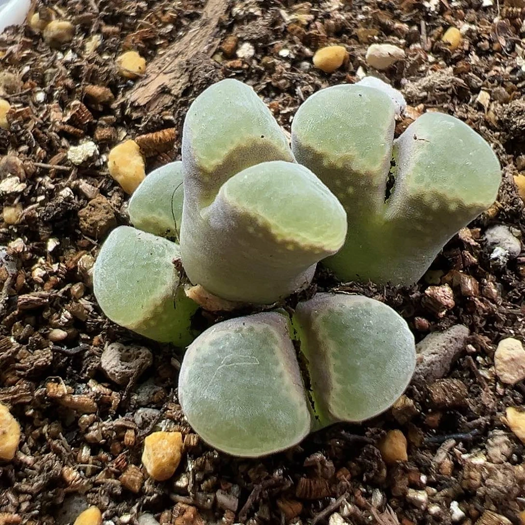 多肉植物实付满9.9包邮13