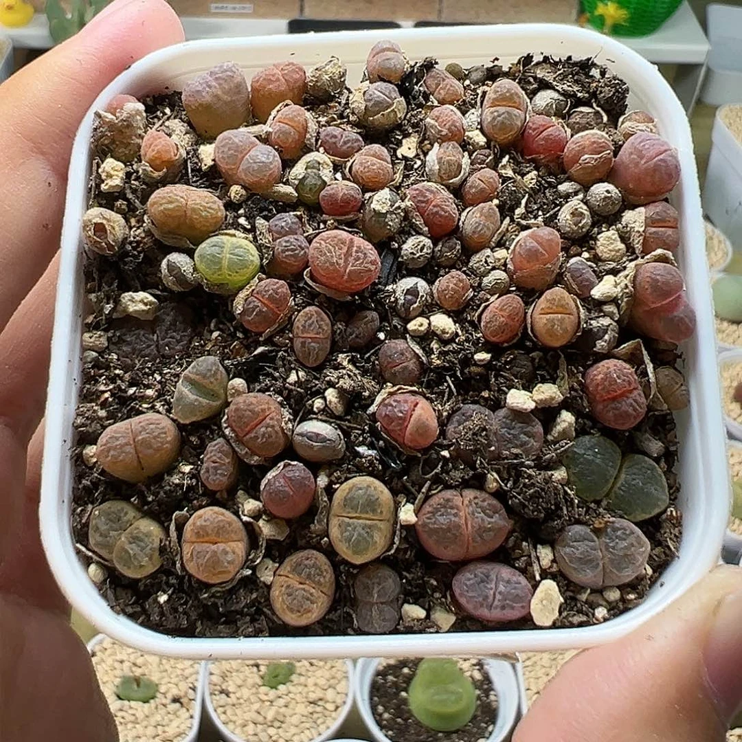 多肉207风铃切糕40多个