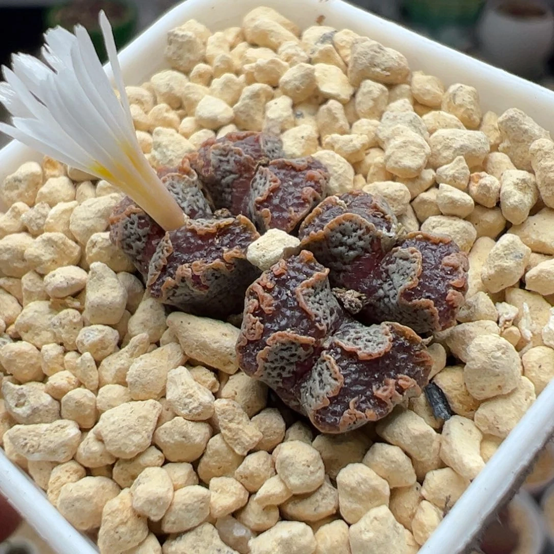 多肉188四头蝴蝶勋章