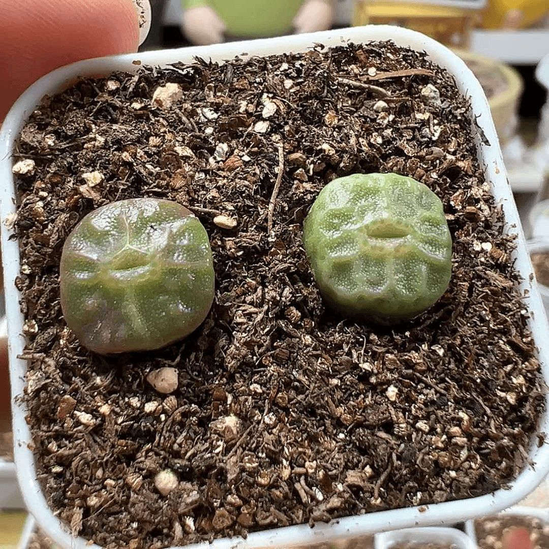 多肉植物实付满9.9包邮201
