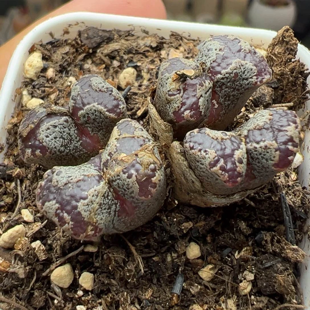 多肉39四头蝴蝶群生