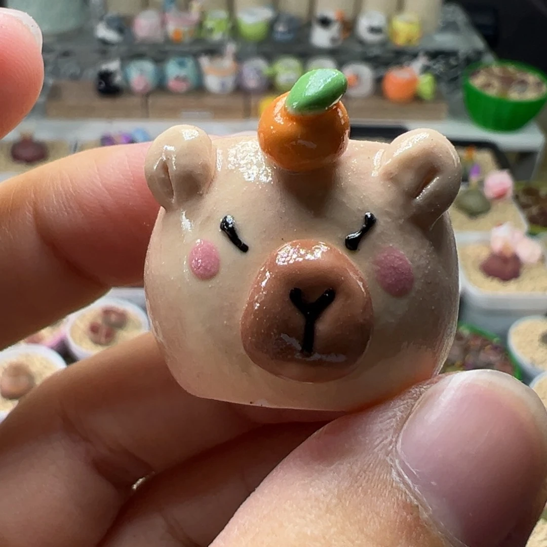 多肉植物实付满9.9包邮50