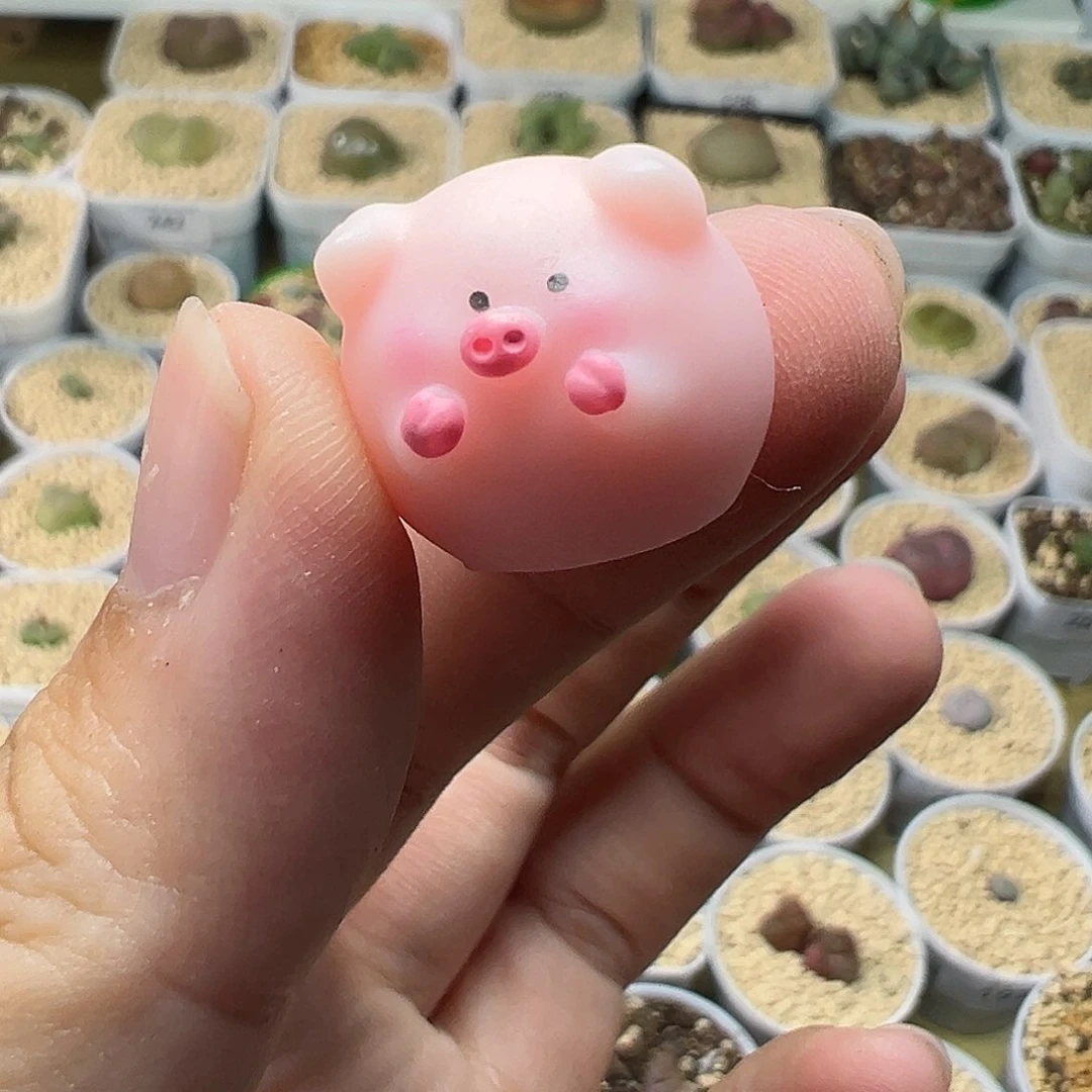 多肉植物实付满9.9包邮258