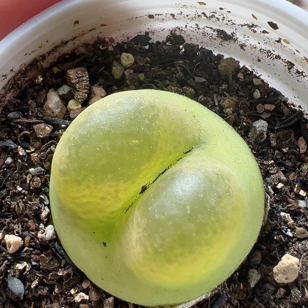 多肉植物实付满9.9包邮155