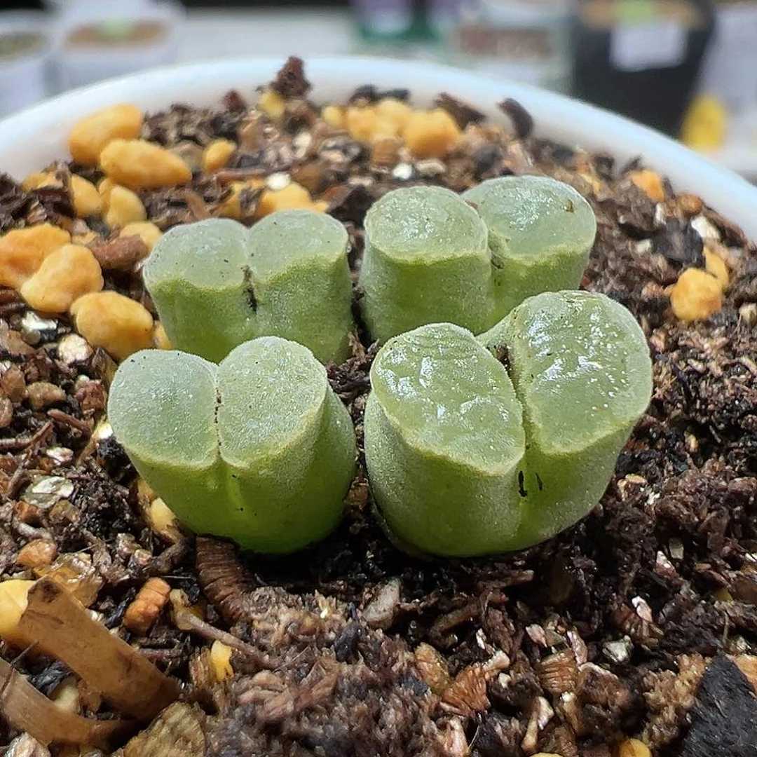 多肉植物实付满9.9包邮211