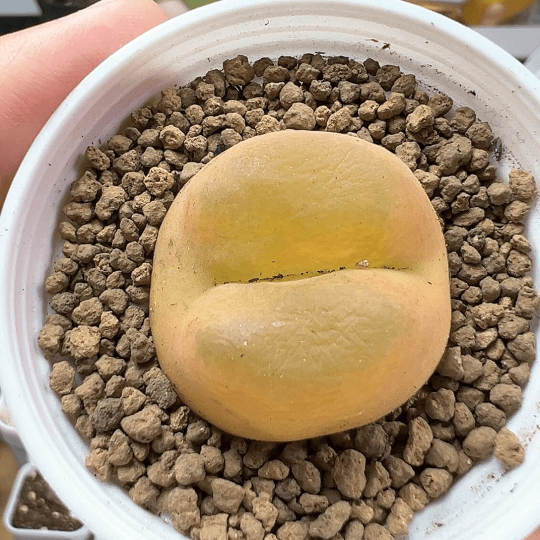 多肉植物实付满9.9包邮76