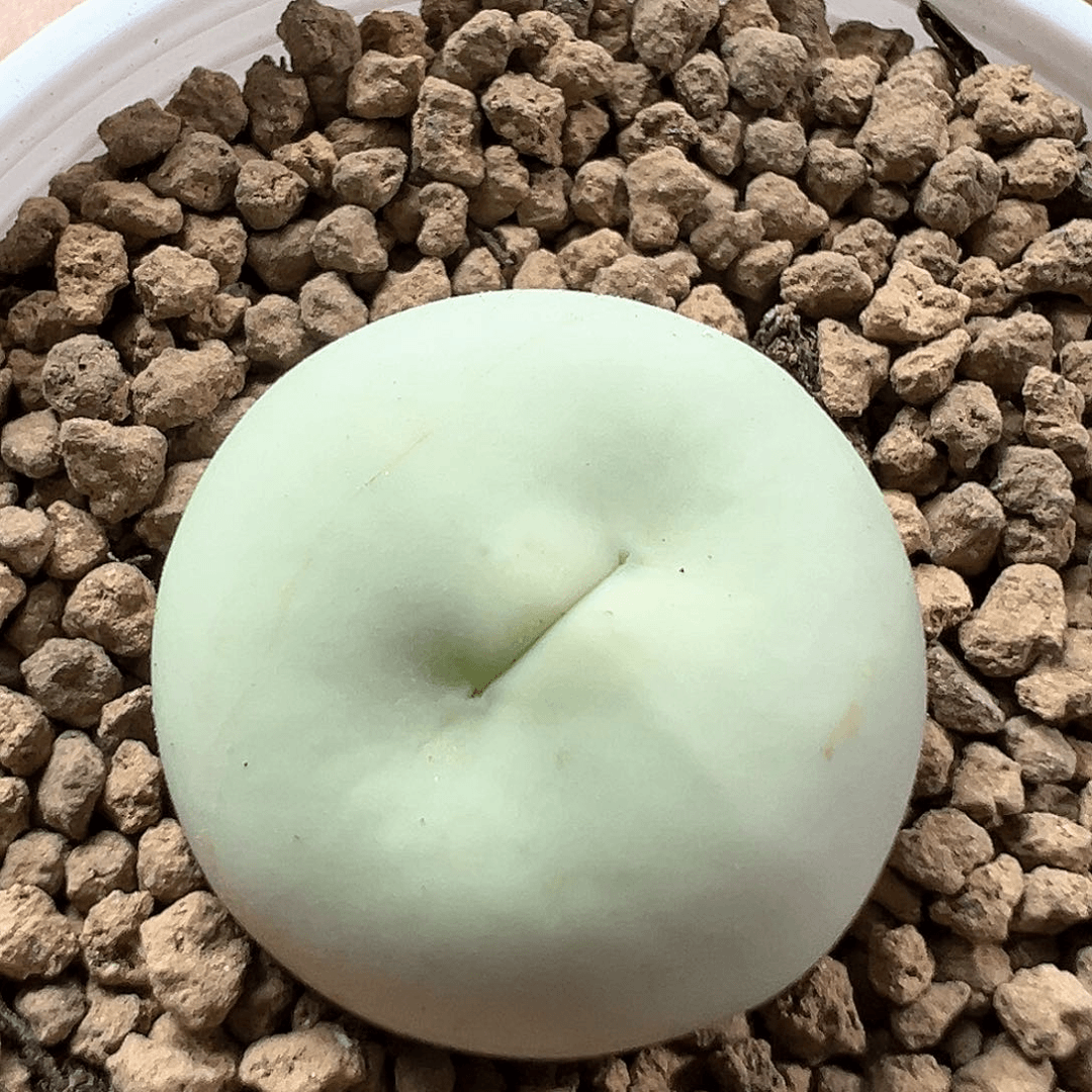 多肉植物实付满9.9包邮40