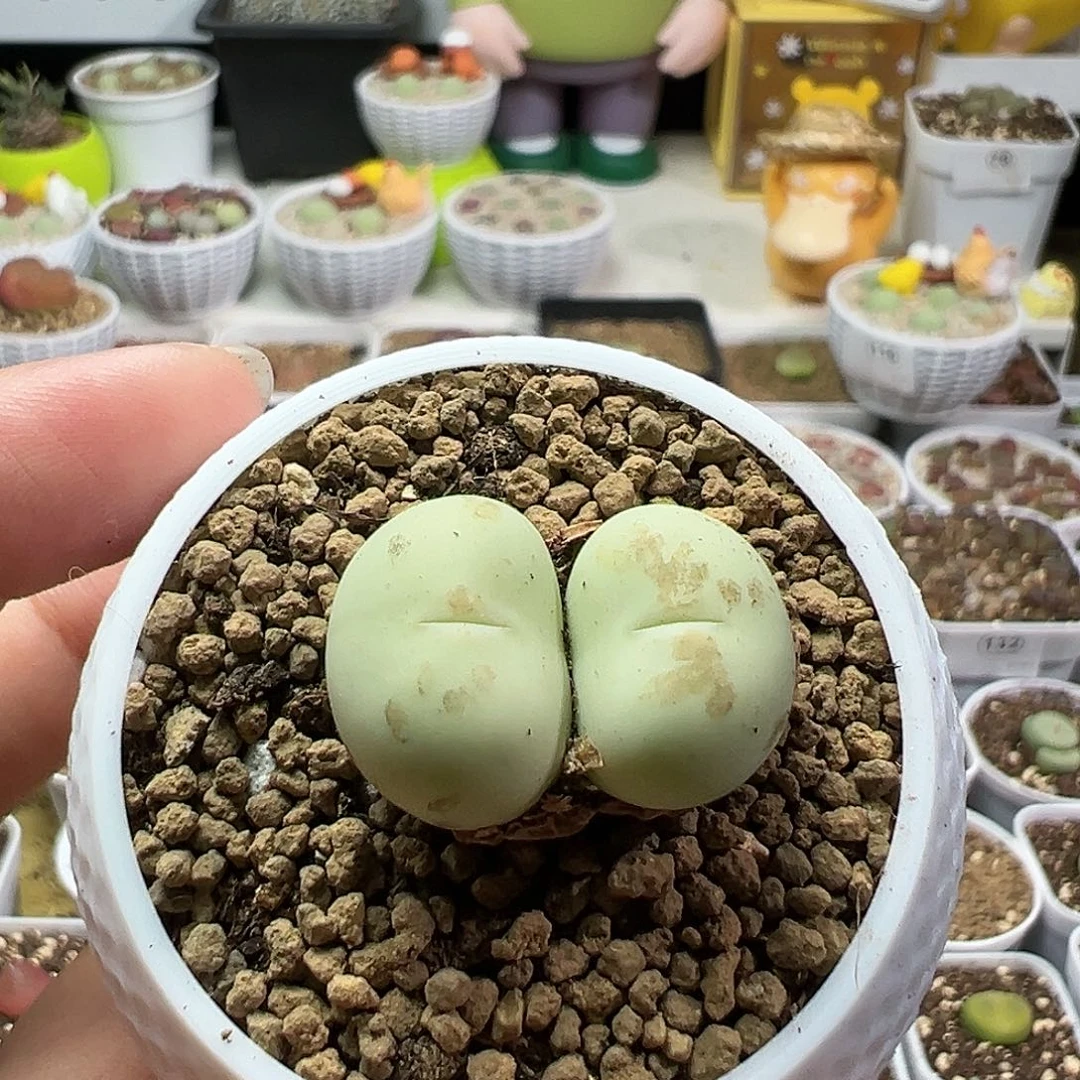 多肉植物实付满9.9包邮80