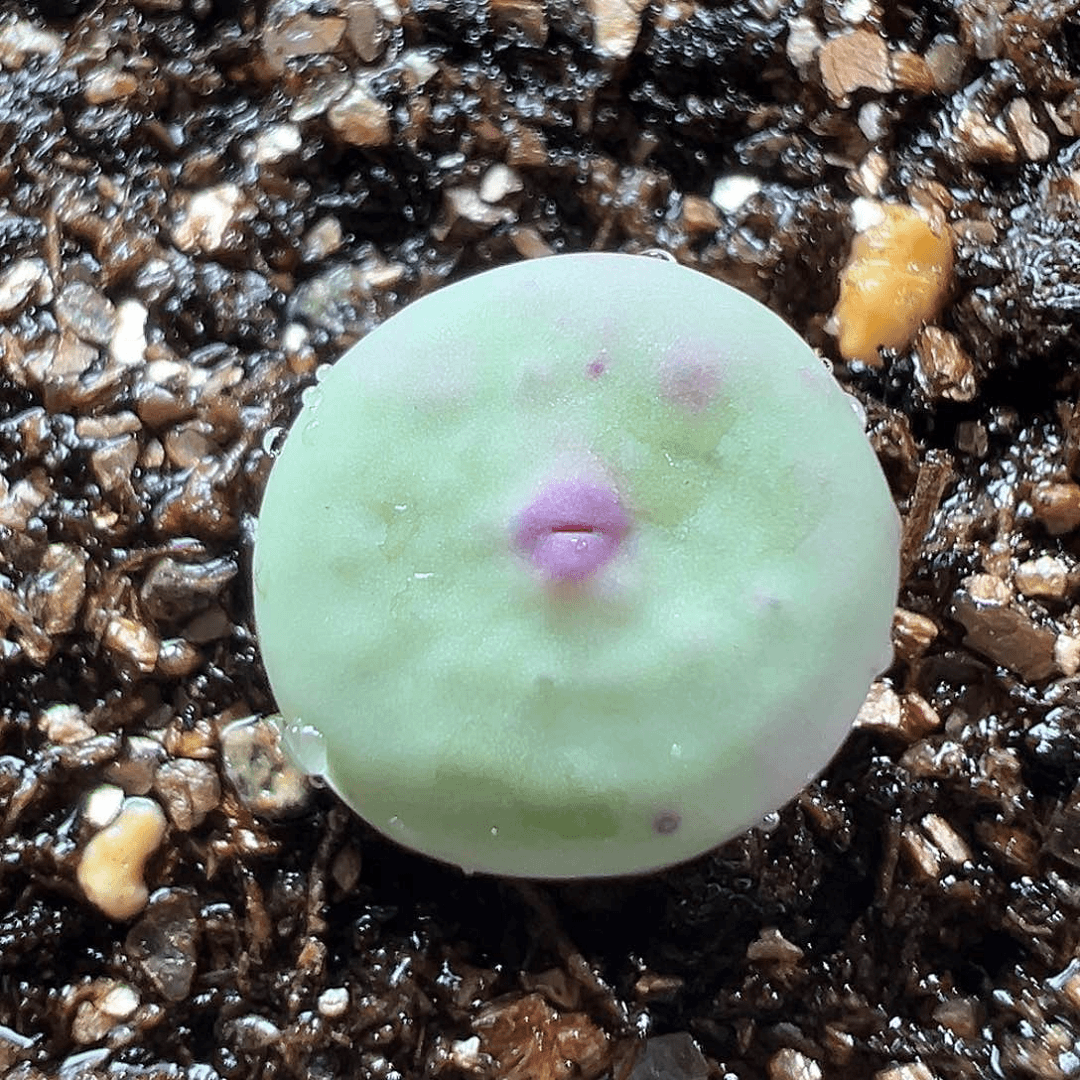 多肉植物实付满9.9包邮248