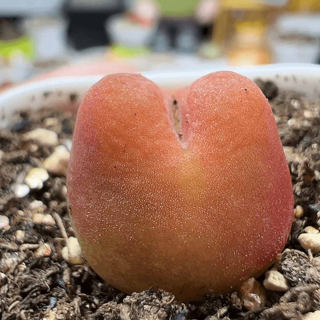 多肉植物实付满9.9包邮246