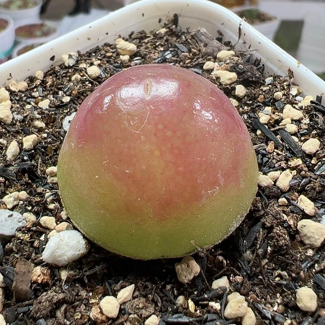 多肉植物实付满9.9包邮49