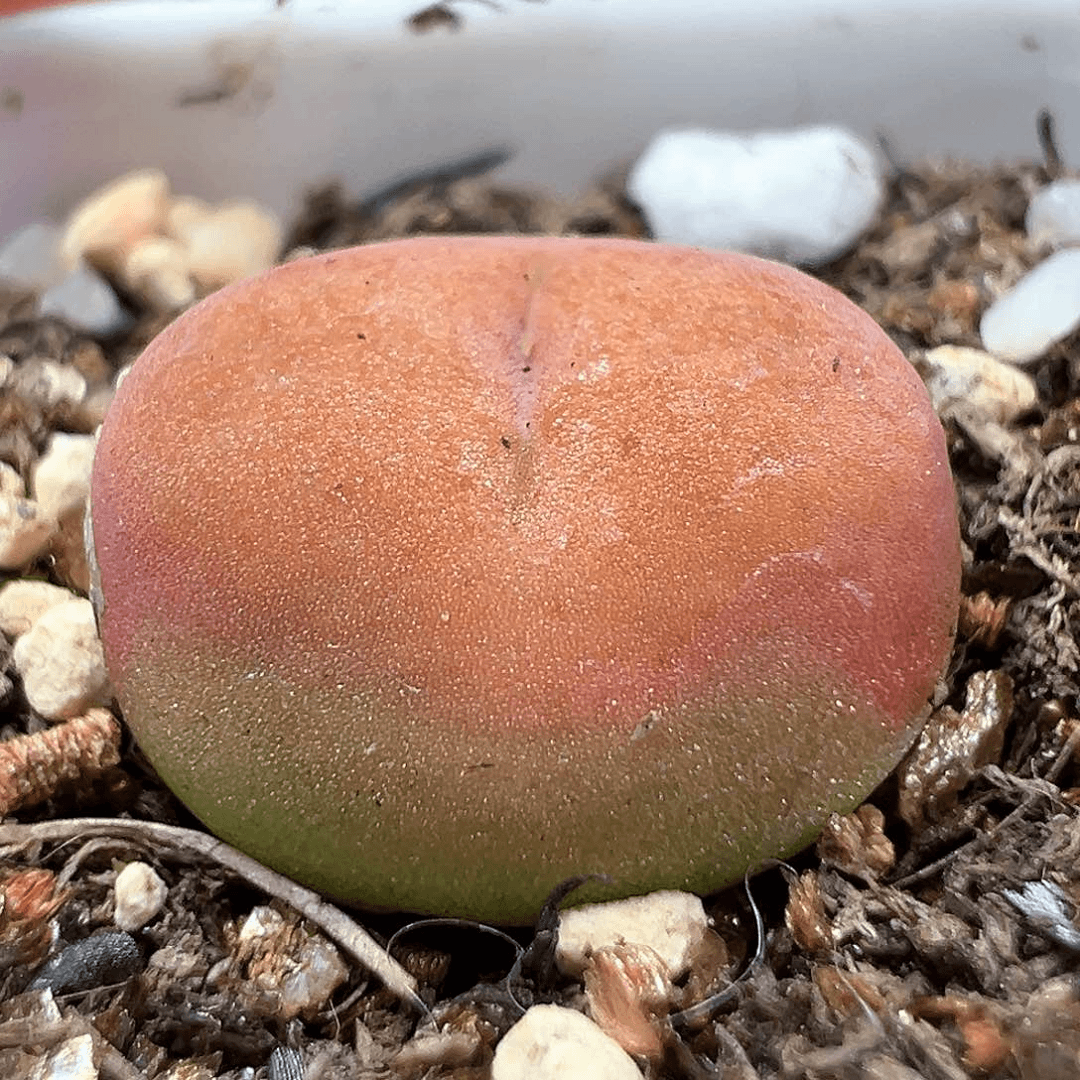 多肉植物实付满9.9包邮158