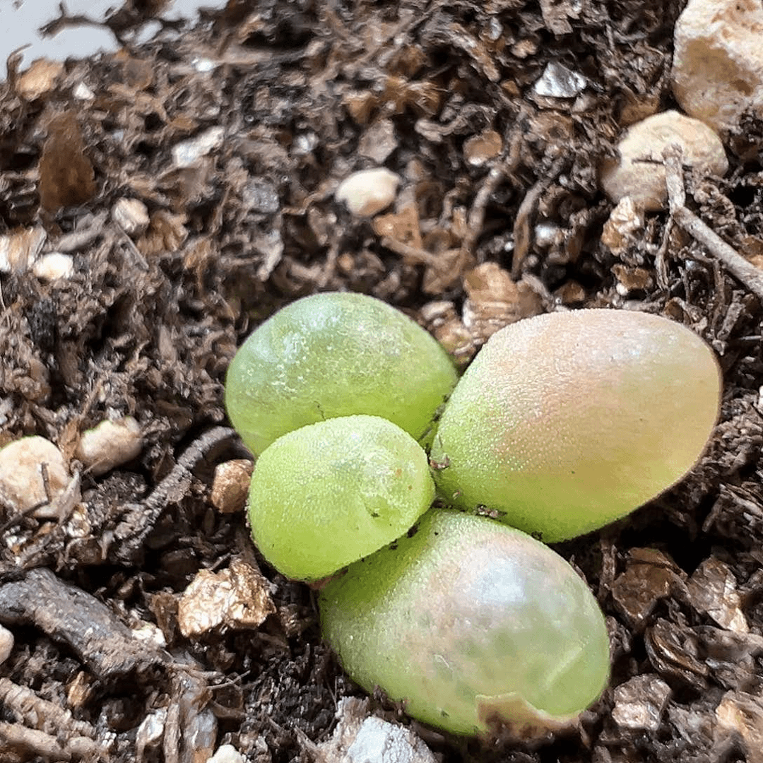 多肉植物实付满9.9包邮50群生O泡