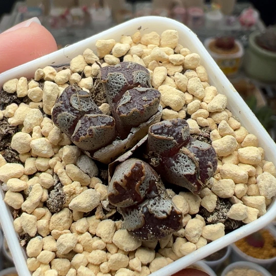 多肉植物116蝴蝶四头