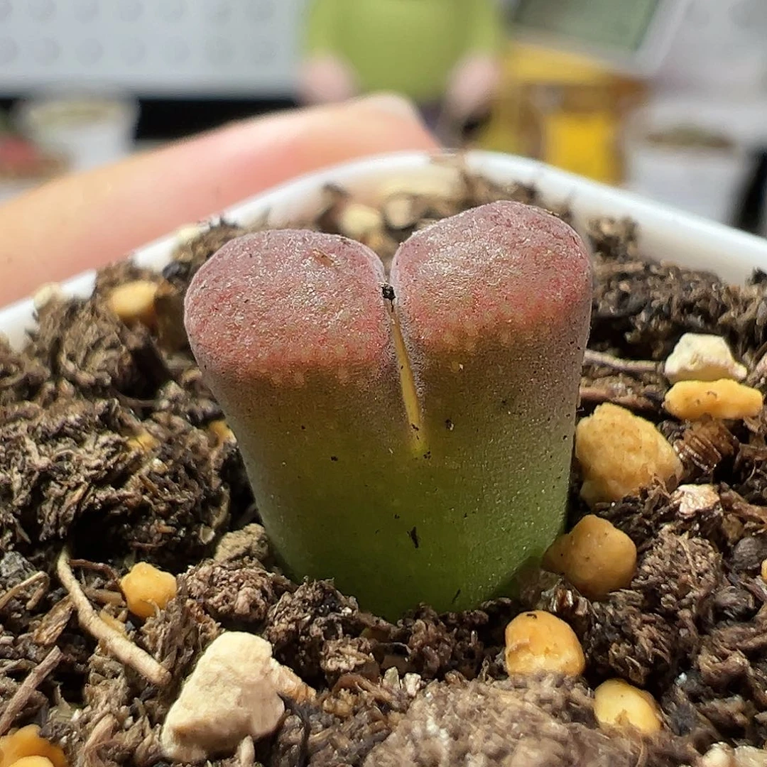 多肉植物实付满9.9包邮169