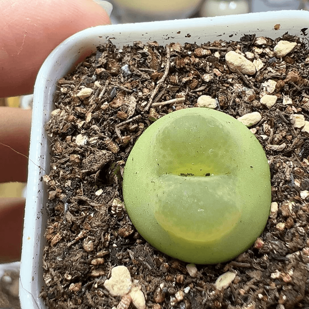 多肉植物实付满9.9包邮294
