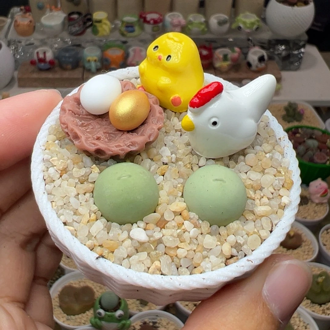 多肉78母鸡下蛋套餐