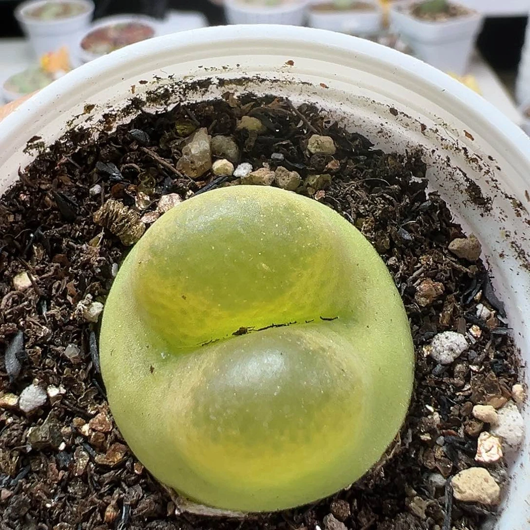 多肉植物实付满9.9包邮149