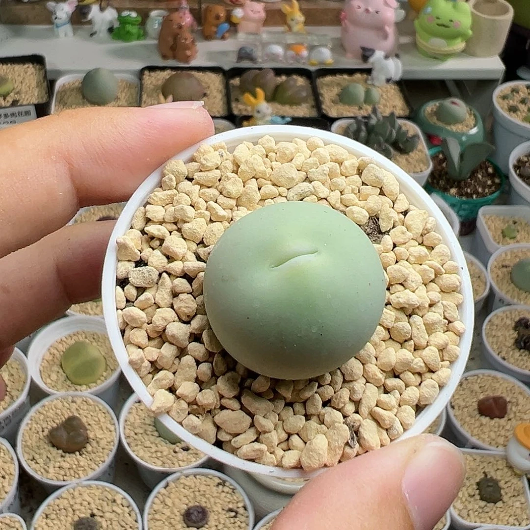 多肉植物实付满9.9包邮145