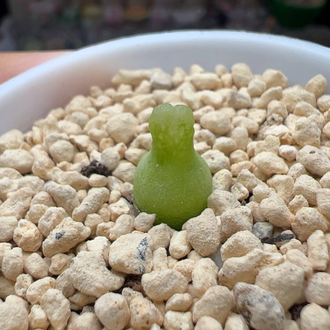九*?多肉植物219小葫芦可爱