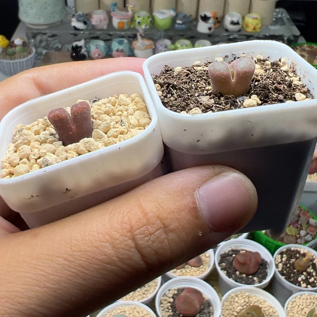 多肉植物实付满9.9包邮119