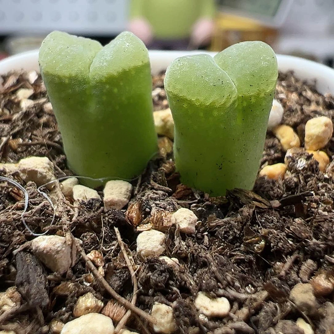 多肉植物实付满9.9包邮203
