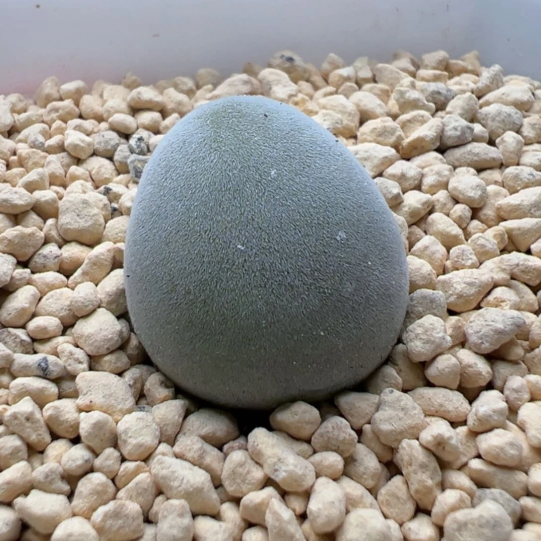 多肉63宝辉玉2厘米