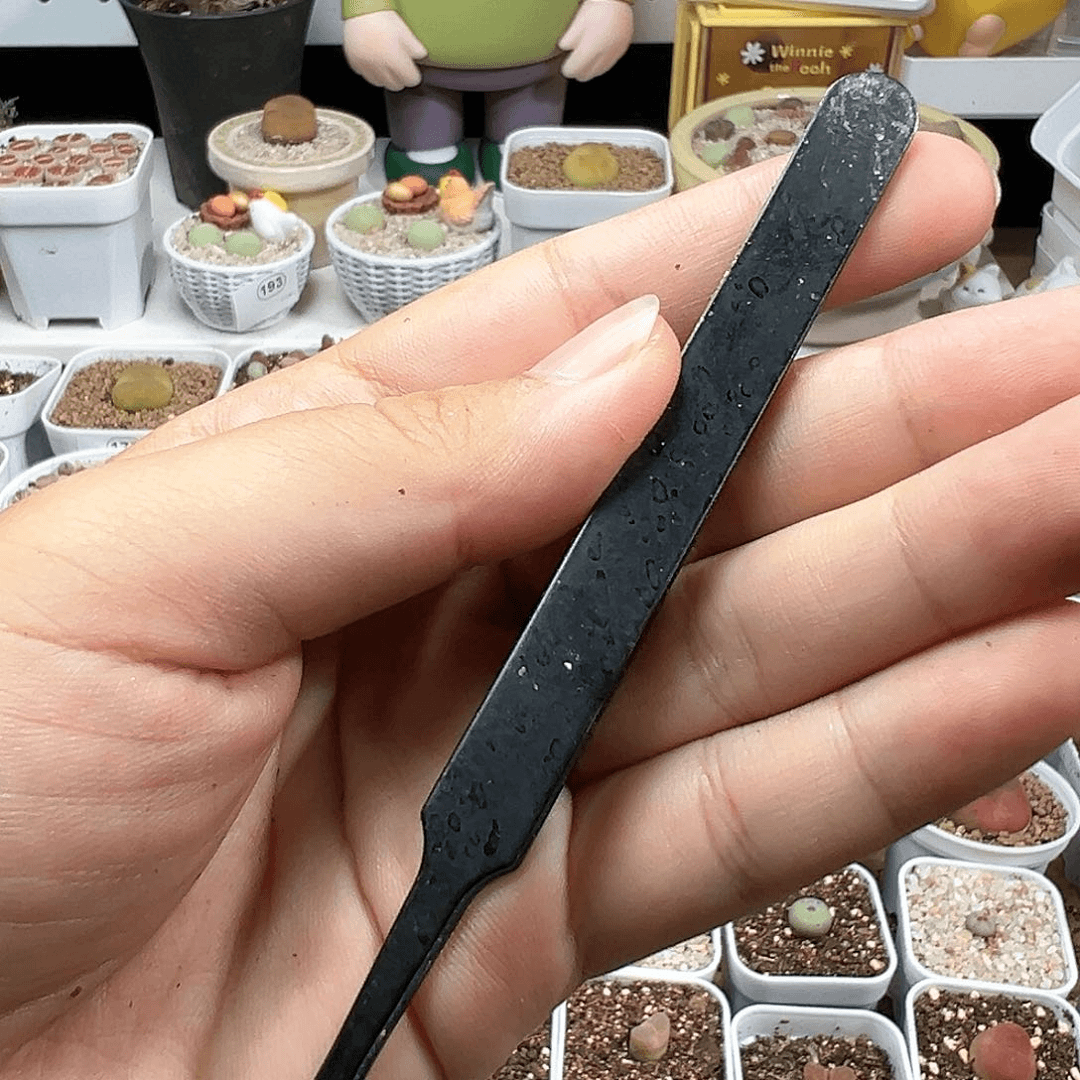 多肉植物实付满9.9包邮一把镊子