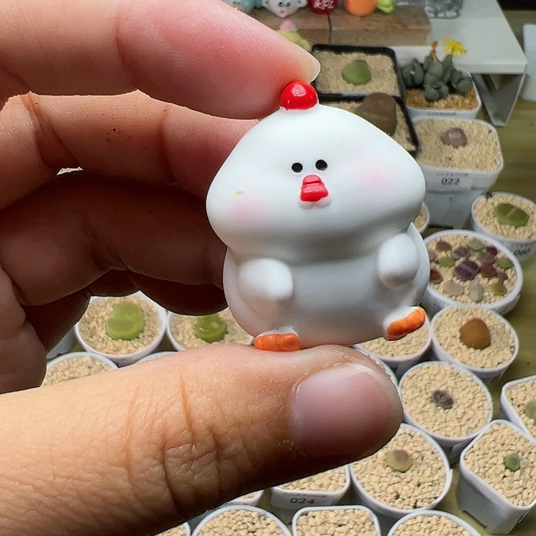 多肉植物实付满9.9包邮88