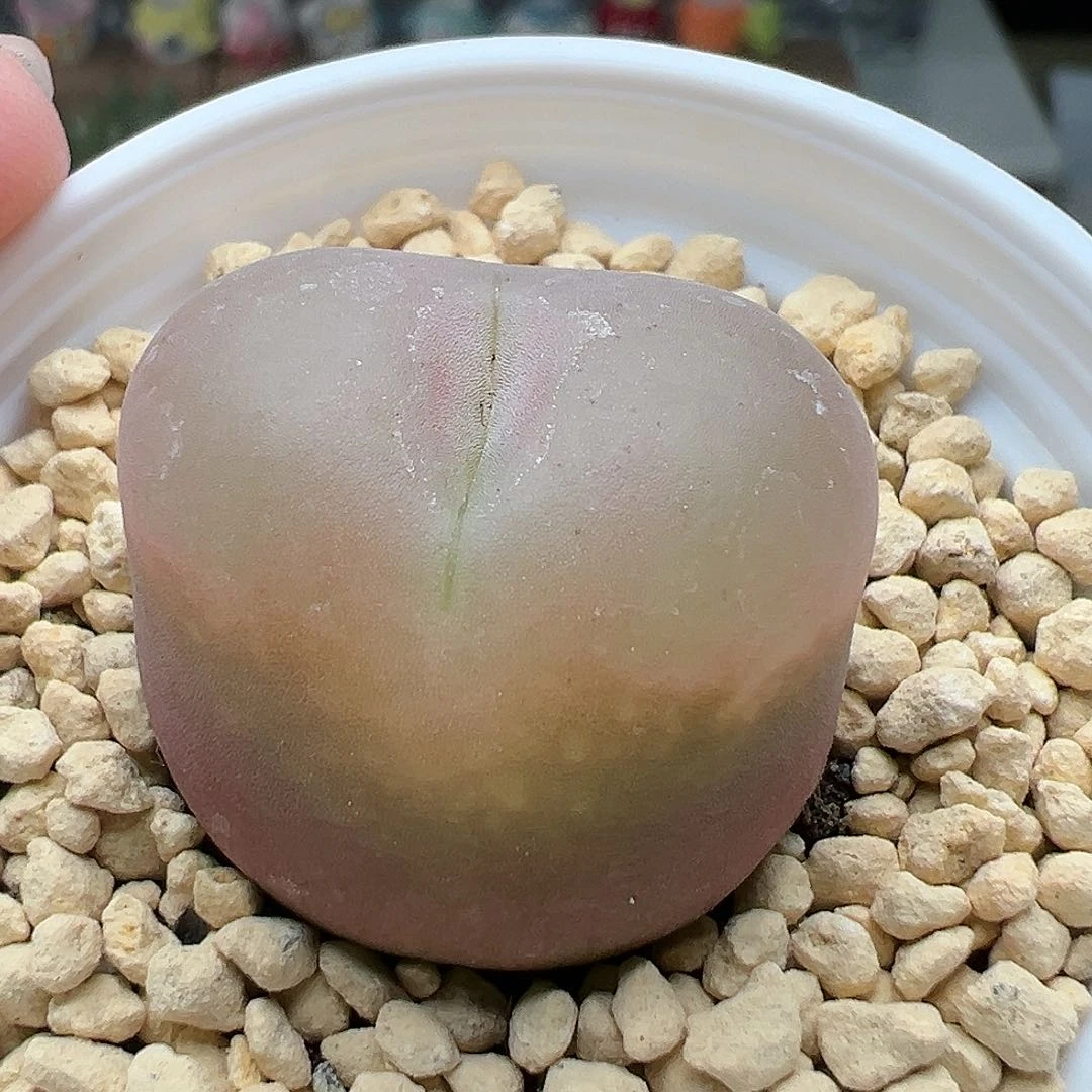 多肉71粉色毛毛2.5