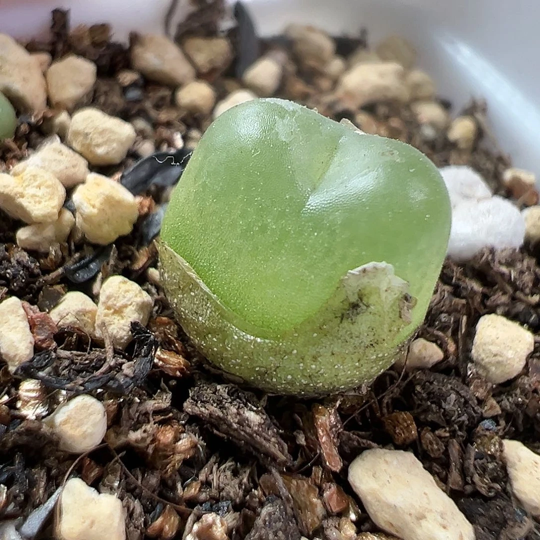 多肉植物实付满9.9包邮1拉登