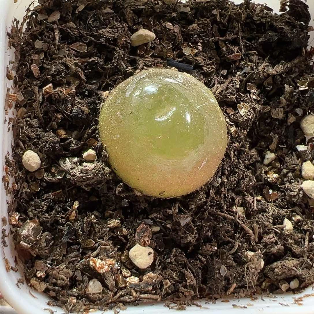 多肉植物实付满9.9包邮127