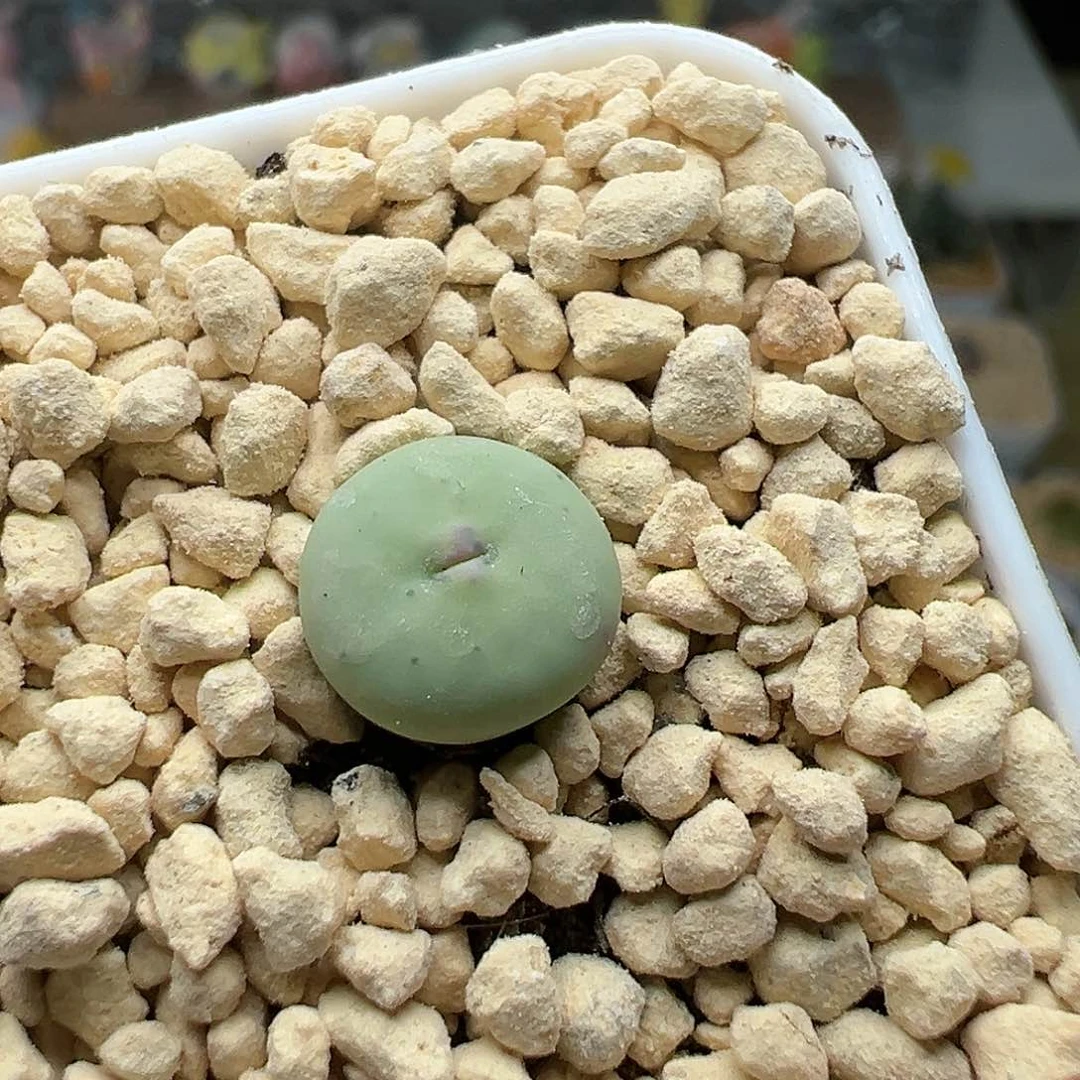 多肉67红嘴0.9厘米