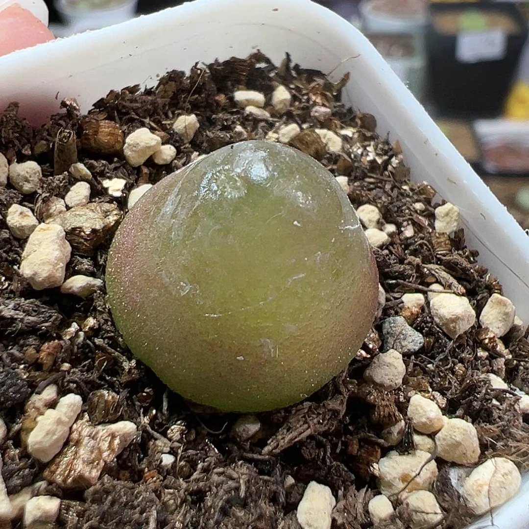 多肉植物实付满9.9包邮202