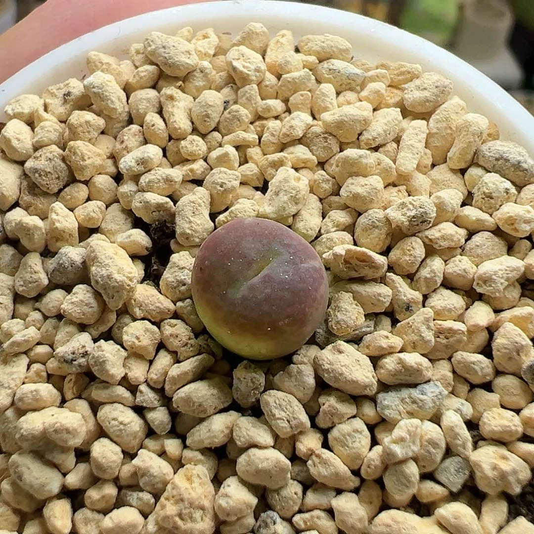 多肉植物实付满9.9包邮111