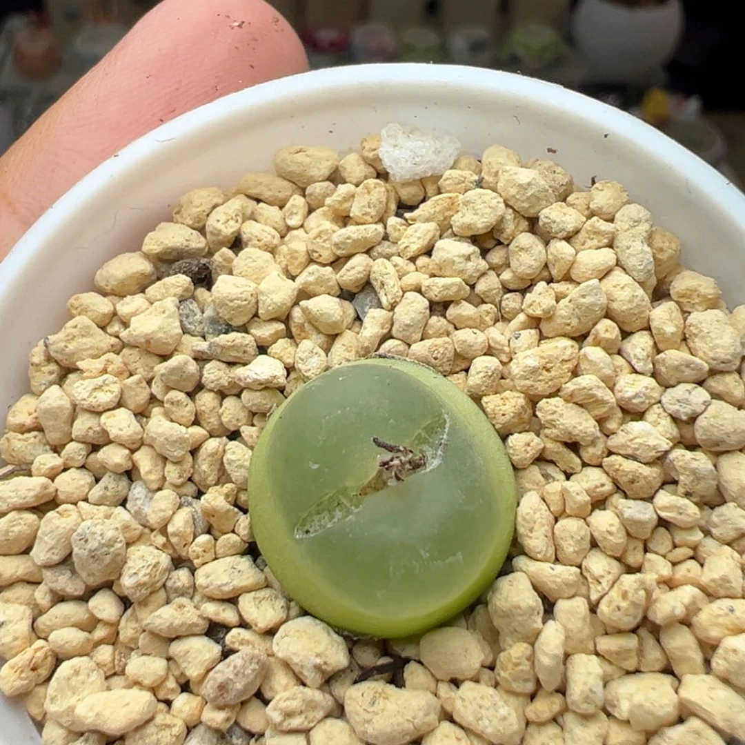 多肉224纽扣窗拉登1.4