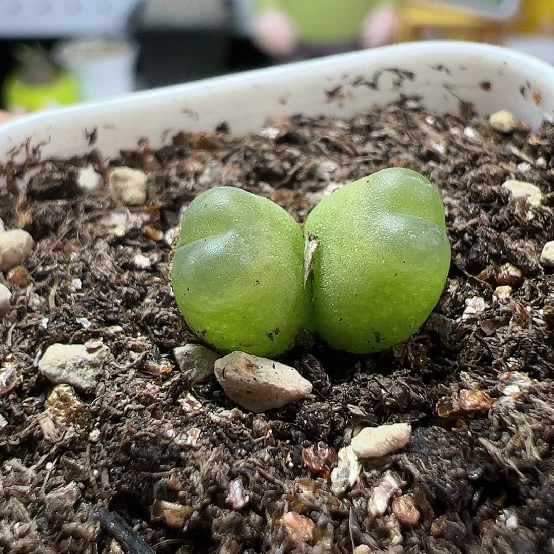 多肉植物实付满9.9包邮215