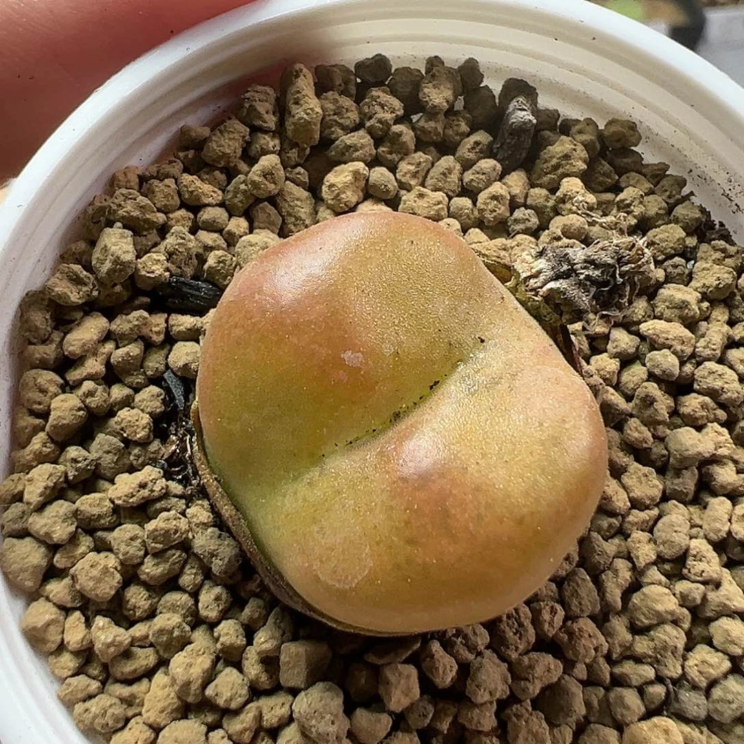 多肉植物实付满9.9包邮216