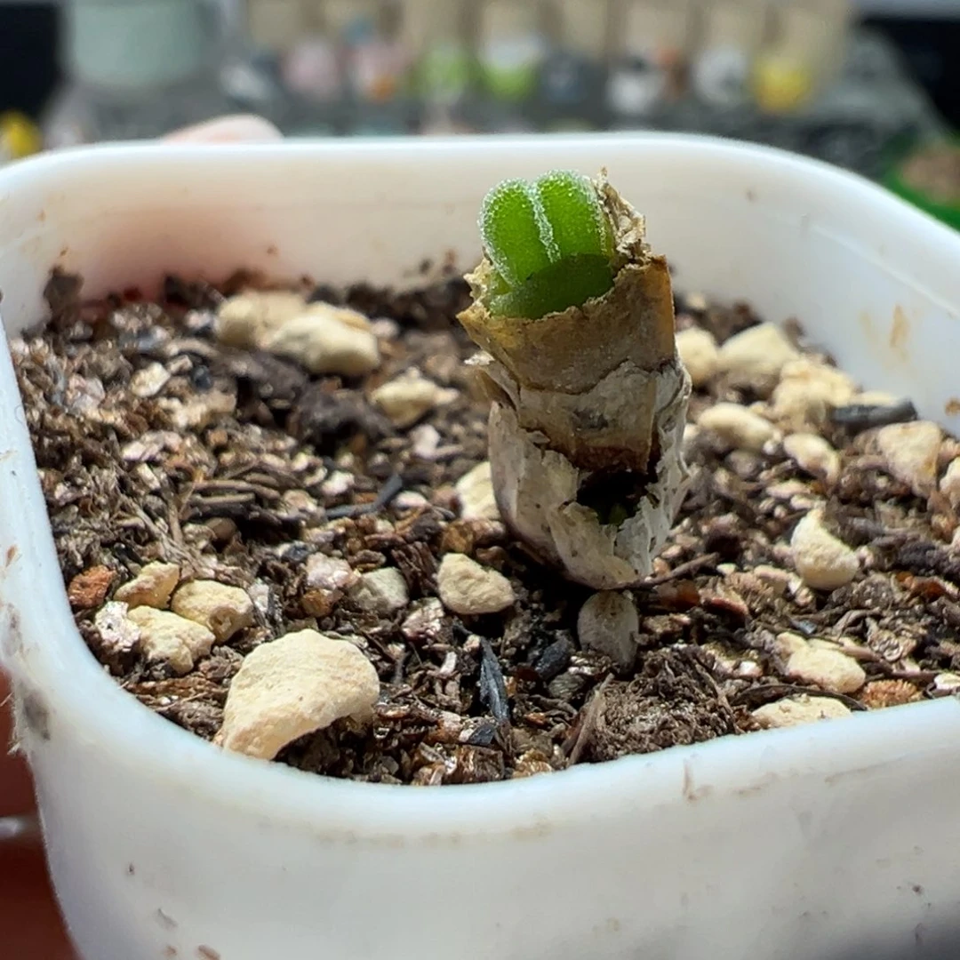 多肉91小兔子可爱