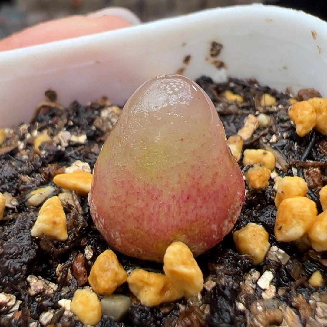 多肉植物实付满9.9包邮142