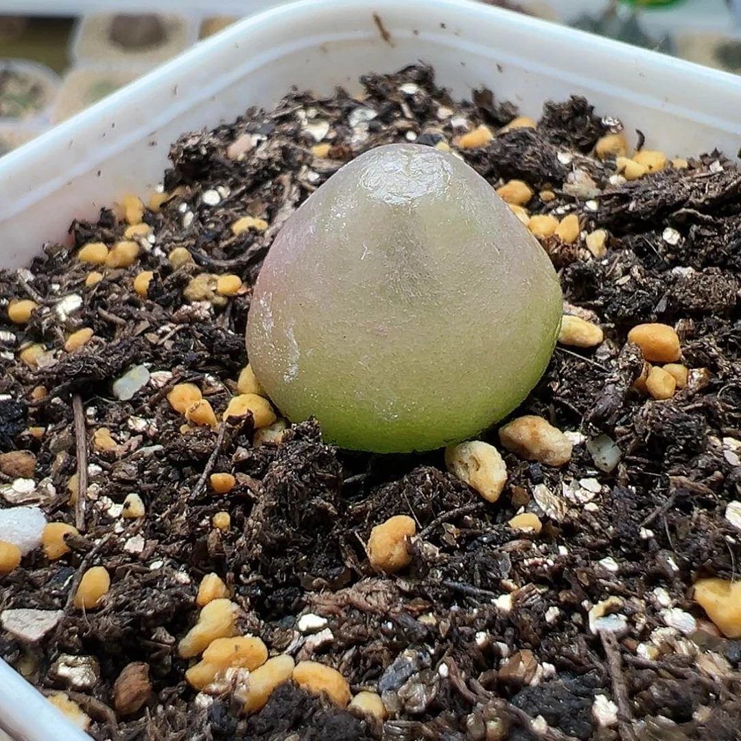 饼*多肉277粉灯泡1.8