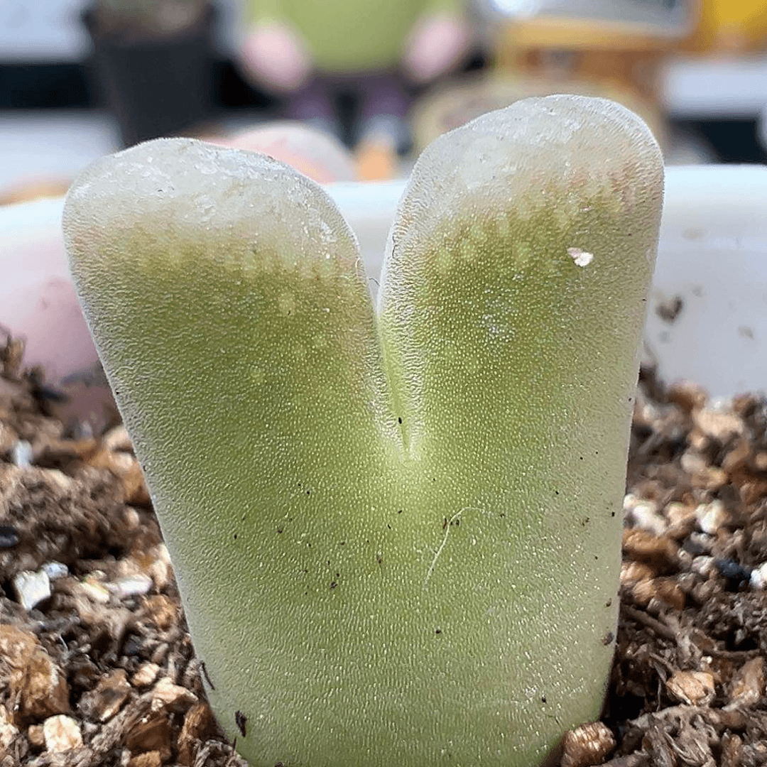 多肉植物实付满9.9包邮175