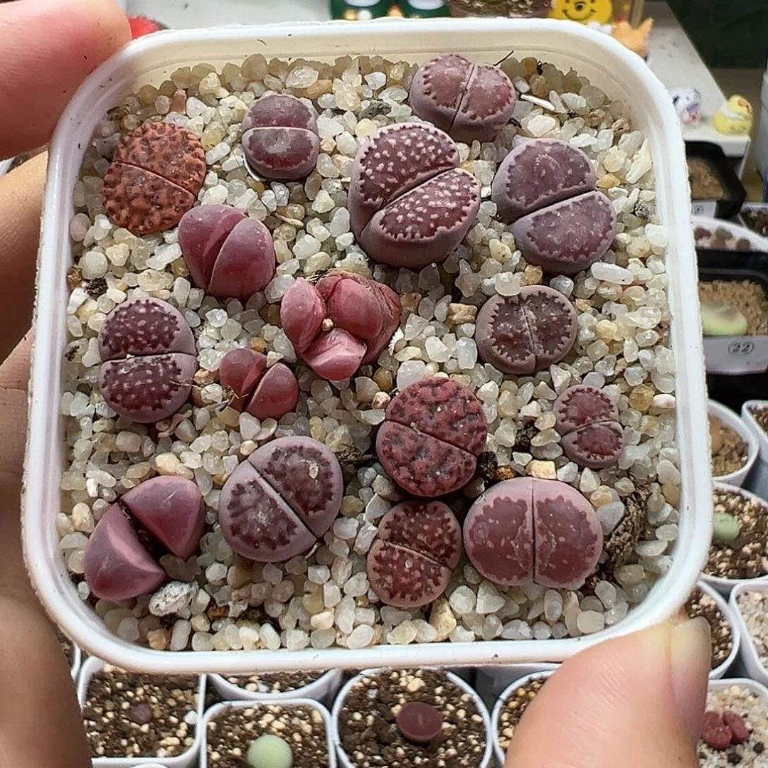 多肉植物实付满9.9包邮64