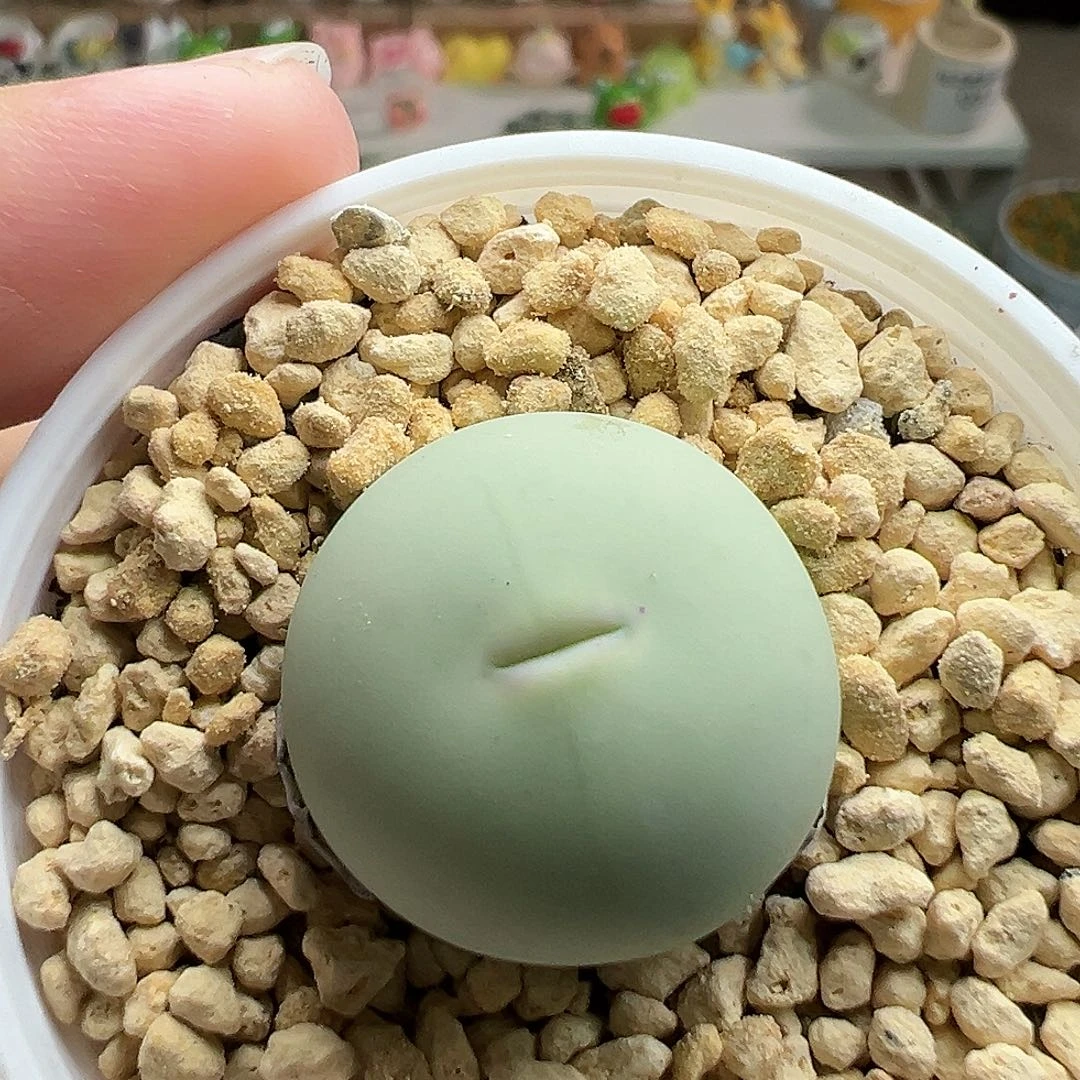 多肉植物实付满9.9包邮121粉嘴鸽子蛋