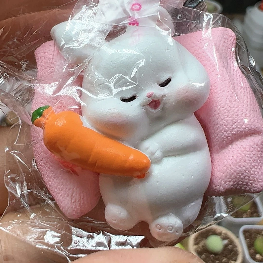 多肉植物实付满9.9包邮103