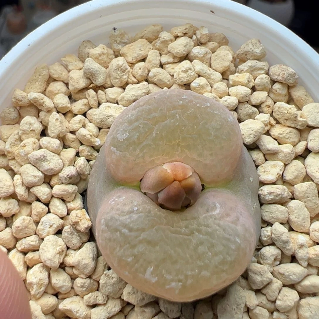 多肉218粉厚嘴唇2.3