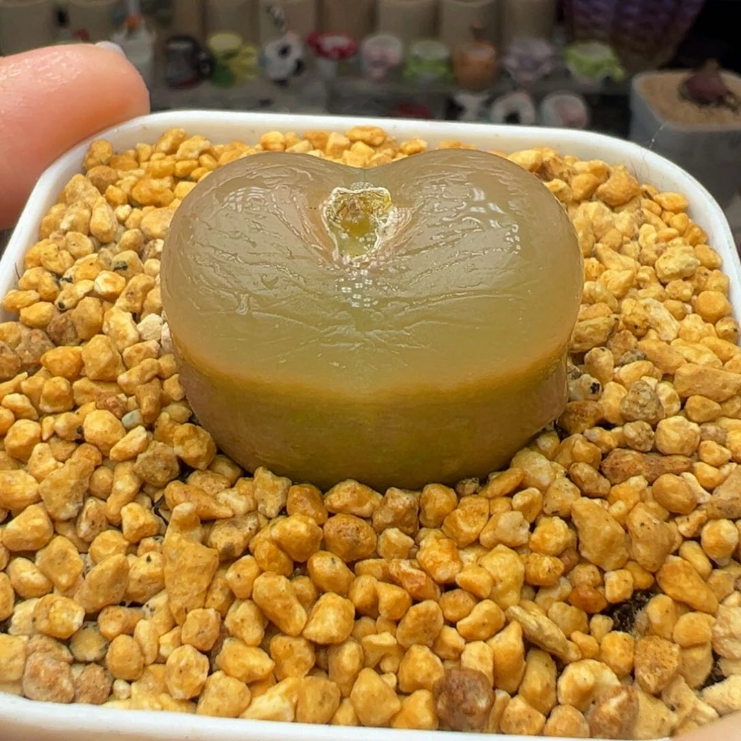 多肉168大透窗3厘米